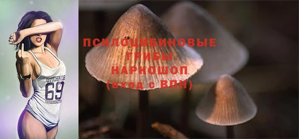 гашик Дмитров